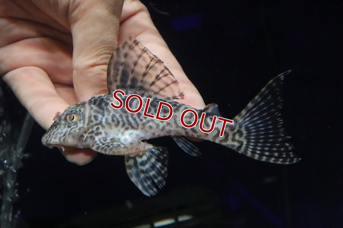 画像2: 【淡水魚】【通販】大特価 ビッグサイズ No4 キングロイヤルペコルティア【個体販売】(±12cm)(プレコ)(生体)(熱帯魚)NKP (2)