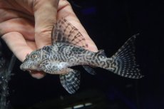 画像2: 【淡水魚】【通販】大特価 ビッグサイズ No4 キングロイヤルペコルティア【個体販売】(±12cm)(プレコ)(生体)(熱帯魚)NKP (2)