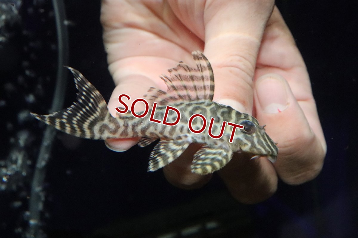 画像1: 【淡水魚】【通販】大特価 大きめ No5 キングロイヤルペコルティア【個体販売】(±8cm)(プレコ)(生体)(熱帯魚)NKP (1)