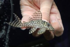 画像1: 【淡水魚】【通販】大特価 大きめ No5 キングロイヤルペコルティア【個体販売】(±8cm)(プレコ)(生体)(熱帯魚)NKP (1)
