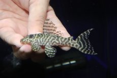 画像2: 【淡水魚】【通販】大特価 大きめ No5 キングロイヤルペコルティア【個体販売】(±8cm)(プレコ)(生体)(熱帯魚)NKP (2)