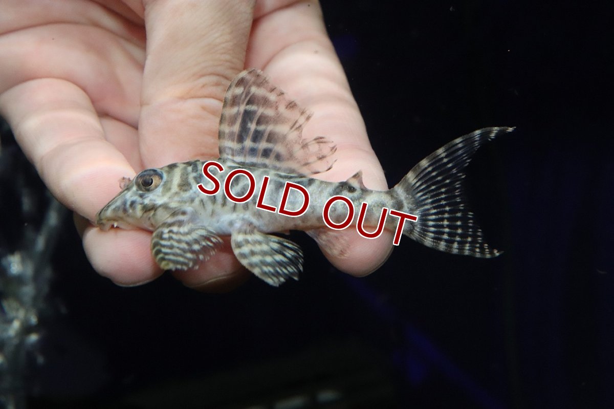 画像1: 【淡水魚】【通販】大特価 大きめ No6 キングロイヤルペコルティア【個体販売】(±9cm)(プレコ)(生体)(熱帯魚)NKP (1)