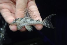 画像1: 【淡水魚】【通販】大特価 大きめ No6 キングロイヤルペコルティア【個体販売】(±9cm)(プレコ)(生体)(熱帯魚)NKP (1)