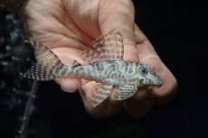 画像2: 【淡水魚】【通販】大特価 大きめ No6 キングロイヤルペコルティア【個体販売】(±9cm)(プレコ)(生体)(熱帯魚)NKP (2)