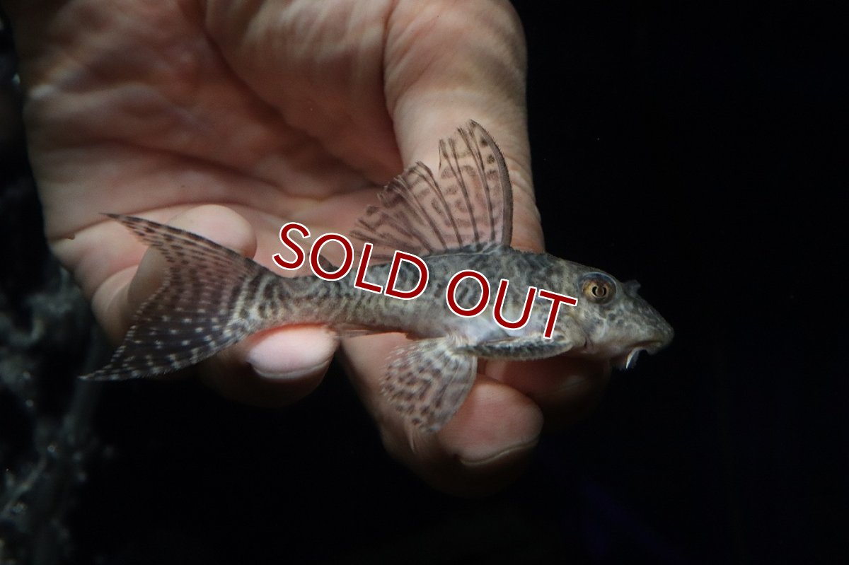 画像1: 【淡水魚】【通販】大特価 大きめ No7 キングロイヤルペコルティア【個体販売】(±8.5cm)(プレコ)(生体)(熱帯魚)NKP (1)
