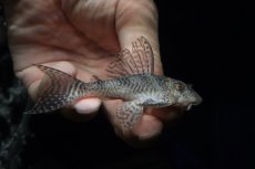 画像1: 【淡水魚】【通販】大特価 大きめ No7 キングロイヤルペコルティア【個体販売】(±8.5cm)(プレコ)(生体)(熱帯魚)NKP (1)