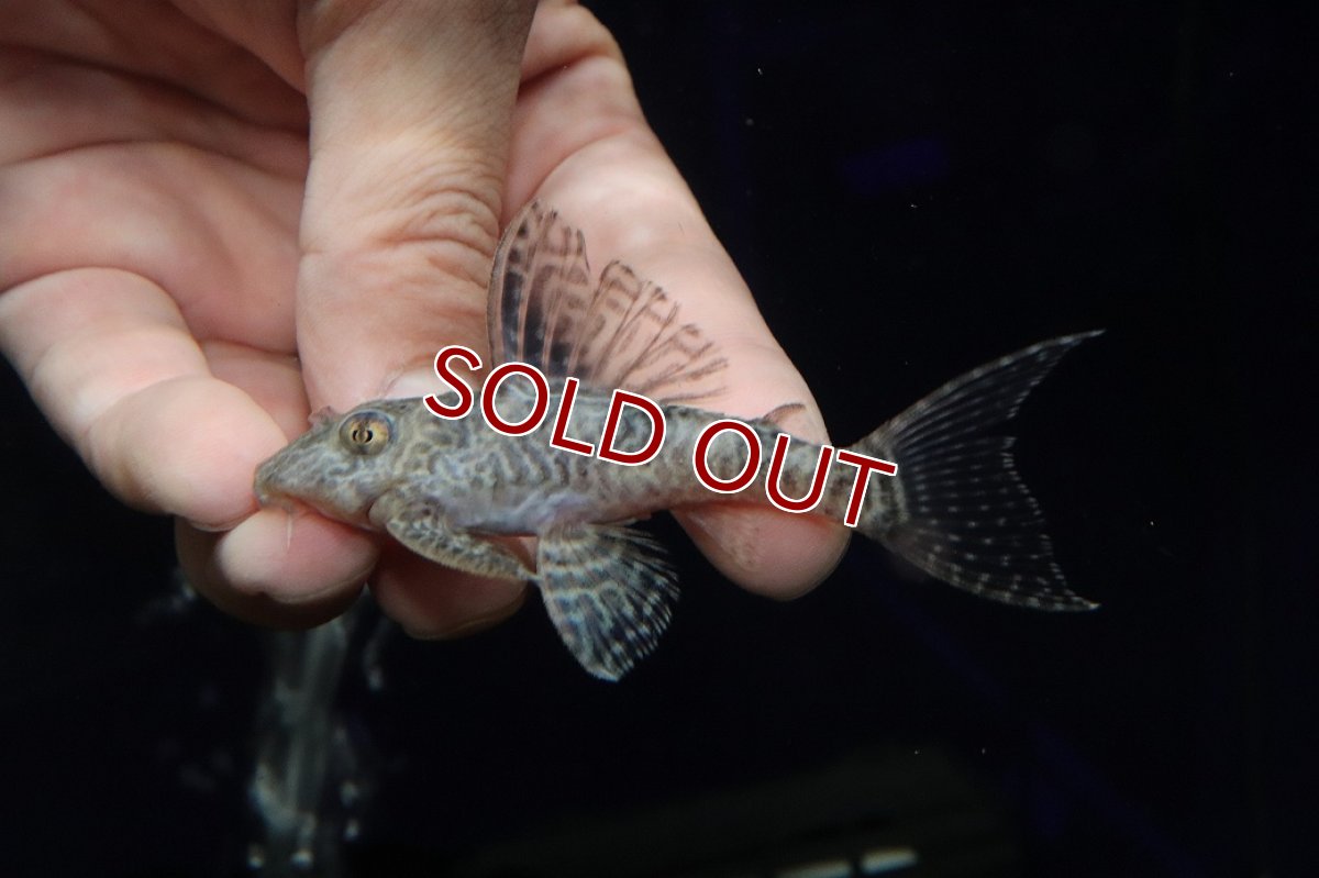 画像2: 【淡水魚】【通販】大特価 大きめ No7 キングロイヤルペコルティア【個体販売】(±8.5cm)(プレコ)(生体)(熱帯魚)NKP (2)