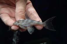 画像2: 【淡水魚】【通販】大特価 大きめ No7 キングロイヤルペコルティア【個体販売】(±8.5cm)(プレコ)(生体)(熱帯魚)NKP (2)