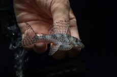 画像1: 【淡水魚】【通販】大特価 大きめ No8 キングロイヤルペコルティア【個体販売】(±8cm)(プレコ)(生体)(熱帯魚)NKP (1)