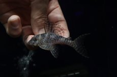 画像2: 【淡水魚】【通販】大特価 大きめ No8 キングロイヤルペコルティア【個体販売】(±8cm)(プレコ)(生体)(熱帯魚)NKP (2)