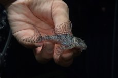 画像1: 【淡水魚】【通販】大特価 大きめ No9 キングロイヤルペコルティア【個体販売】(±7.5cm)(プレコ)(生体)(熱帯魚)NKP (1)