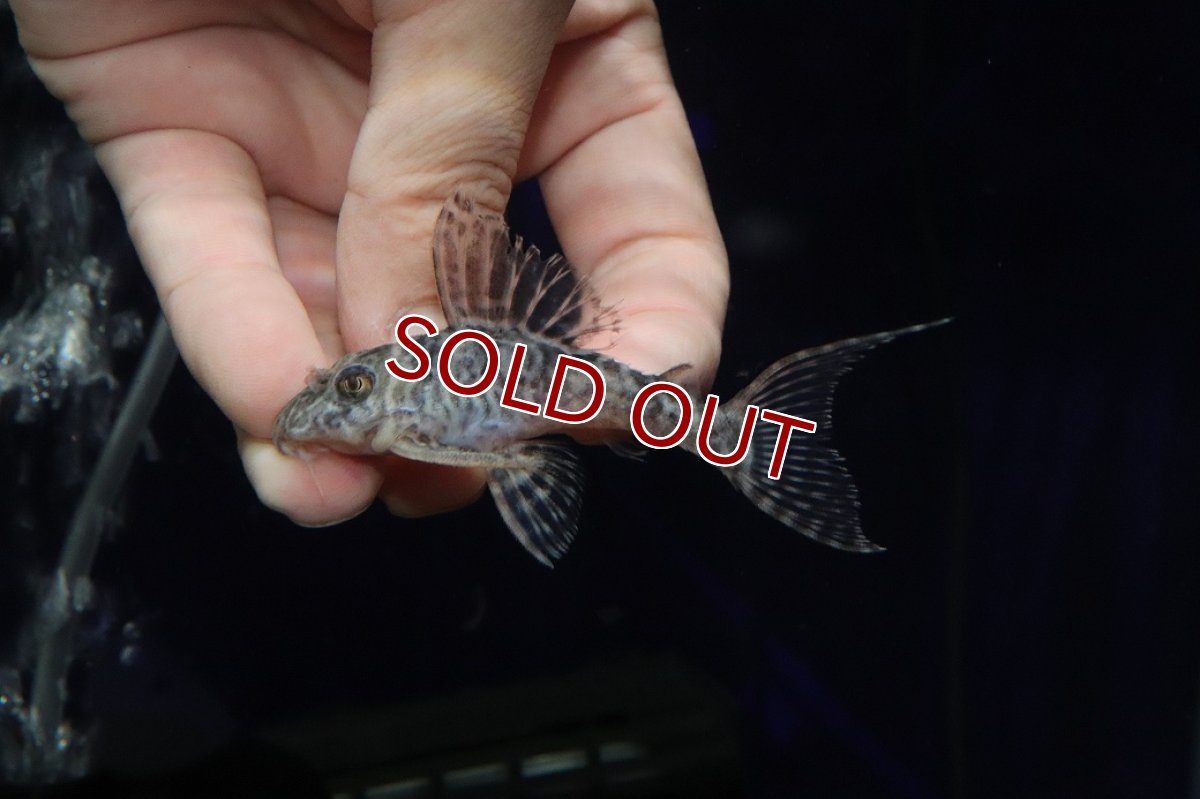 画像2: 【淡水魚】【通販】大特価 大きめ No9 キングロイヤルペコルティア【個体販売】(±7.5cm)(プレコ)(生体)(熱帯魚)NKP (2)