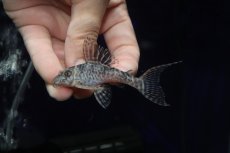 画像2: 【淡水魚】【通販】大特価 大きめ No9 キングロイヤルペコルティア【個体販売】(±7.5cm)(プレコ)(生体)(熱帯魚)NKP (2)
