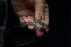 画像1: 【淡水魚】【通販】大特価 大きめ No10 キングロイヤルペコルティア【個体販売】(±7cm)(プレコ)(生体)(熱帯魚)NKP (1)