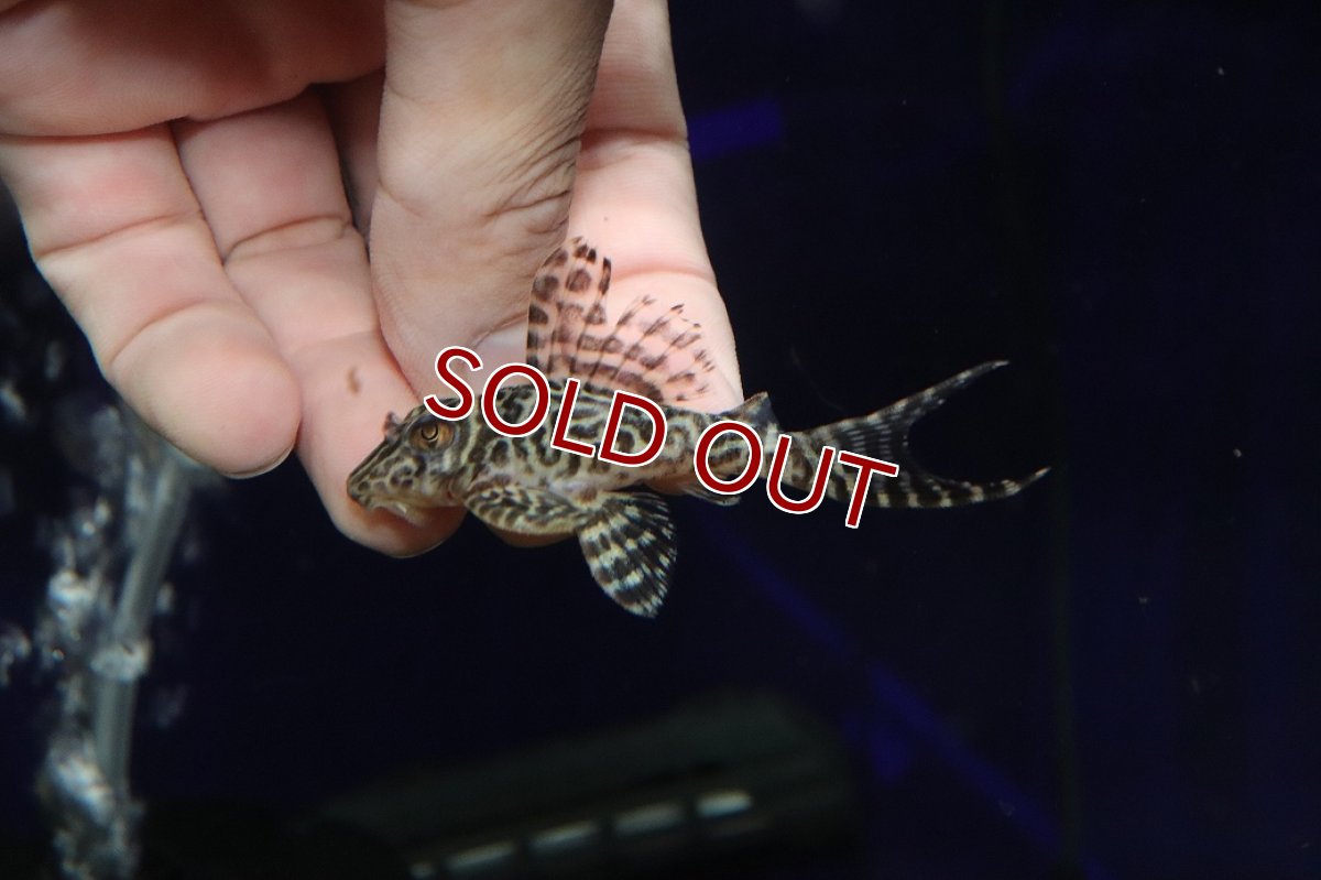 画像2: 【淡水魚】【通販】大特価 大きめ No10 キングロイヤルペコルティア【個体販売】(±7cm)(プレコ)(生体)(熱帯魚)NKP (2)