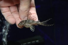 画像2: 【淡水魚】【通販】大特価 大きめ No10 キングロイヤルペコルティア【個体販売】(±7cm)(プレコ)(生体)(熱帯魚)NKP (2)