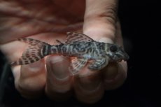 画像1: 【淡水魚】【通販】大特価 大きめ No11 キングロイヤルペコルティア【個体販売】(±7cm)(プレコ)(生体)(熱帯魚)NKP (1)