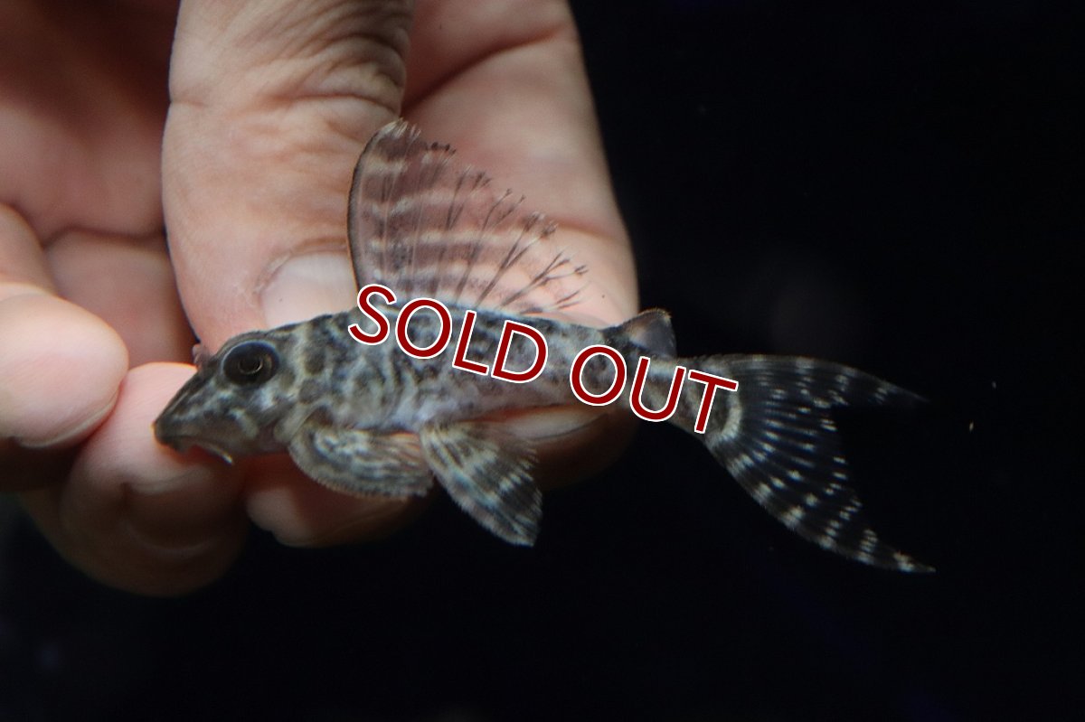 画像2: 【淡水魚】【通販】大特価 大きめ No11 キングロイヤルペコルティア【個体販売】(±7cm)(プレコ)(生体)(熱帯魚)NKP (2)