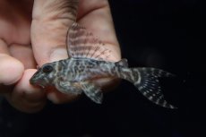 画像2: 【淡水魚】【通販】大特価 大きめ No11 キングロイヤルペコルティア【個体販売】(±7cm)(プレコ)(生体)(熱帯魚)NKP (2)