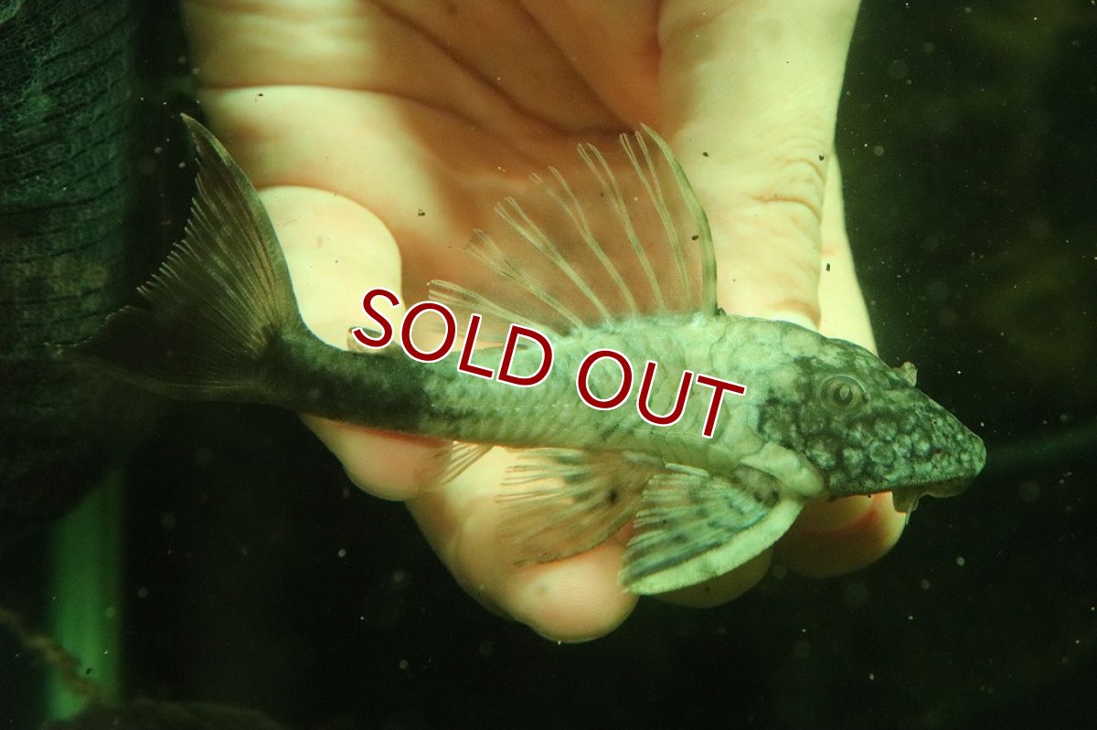 画像1: 【淡水魚】【通販】超激レア 色彩変異個体 スネークスキンプレコ トカンチンス産 ワイルド【個体販売】(±11cm)(プレコ(生体)(熱帯魚)NKP (1)