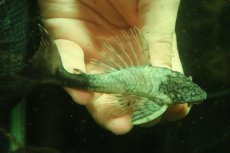 画像1: 【淡水魚】【通販】超激レア 色彩変異個体 スネークスキンプレコ トカンチンス産 ワイルド【個体販売】(±11cm)(プレコ(生体)(熱帯魚)NKP (1)