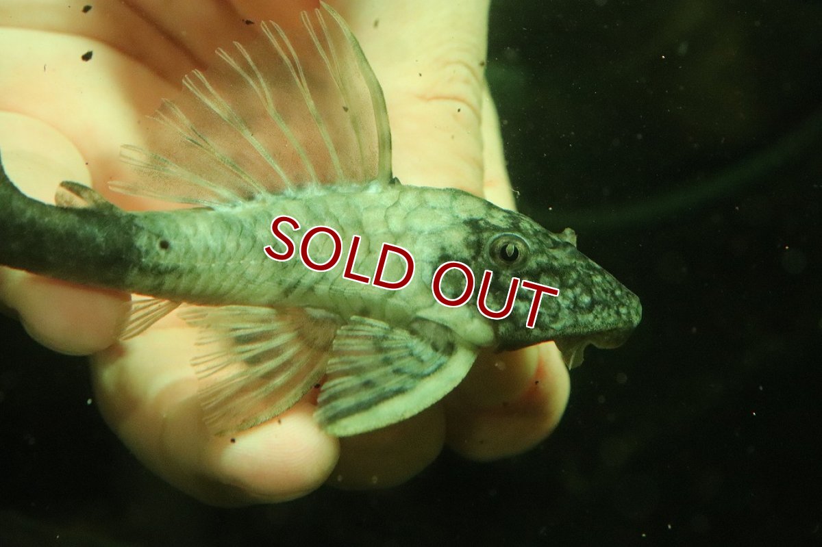 画像2: 【淡水魚】【通販】超激レア 色彩変異個体 スネークスキンプレコ トカンチンス産 ワイルド【個体販売】(±11cm)(プレコ(生体)(熱帯魚)NKP (2)