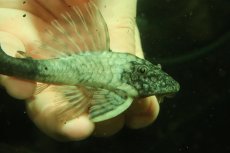 画像2: 【淡水魚】【通販】超激レア 色彩変異個体 スネークスキンプレコ トカンチンス産 ワイルド【個体販売】(±11cm)(プレコ(生体)(熱帯魚)NKP (2)
