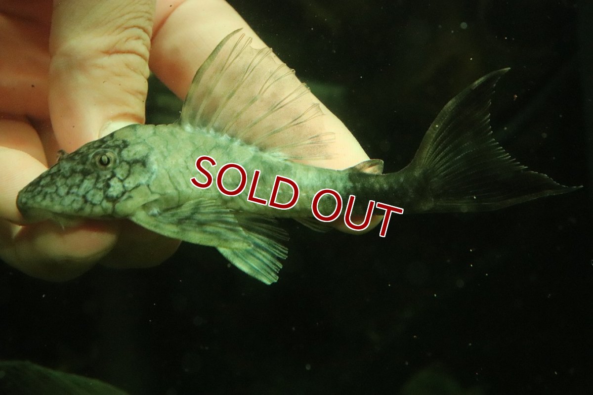 画像3: 【淡水魚】【通販】超激レア 色彩変異個体 スネークスキンプレコ トカンチンス産 ワイルド【個体販売】(±11cm)(プレコ(生体)(熱帯魚)NKP (3)