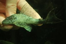 画像3: 【淡水魚】【通販】超激レア 色彩変異個体 スネークスキンプレコ トカンチンス産 ワイルド【個体販売】(±11cm)(プレコ(生体)(熱帯魚)NKP (3)