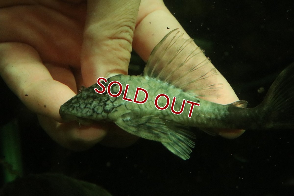 画像4: 【淡水魚】【通販】超激レア 色彩変異個体 スネークスキンプレコ トカンチンス産 ワイルド【個体販売】(±11cm)(プレコ(生体)(熱帯魚)NKP (4)
