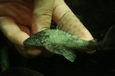 画像4: 【淡水魚】【通販】超激レア 色彩変異個体 スネークスキンプレコ トカンチンス産 ワイルド【個体販売】(±11cm)(プレコ(生体)(熱帯魚)NKP (4)