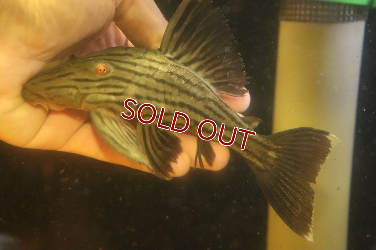 画像1: 【淡水魚】【通販】超激レア ボウズオレンジロイヤルプレコ アルトトカンンチンスパルマス産 ワイルド【個体販売】(±16cm(生体)(熱帯魚)NKP (1)