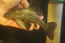 画像1: 【淡水魚】【通販】超激レア ボウズオレンジロイヤルプレコ アルトトカンンチンスパルマス産 ワイルド【個体販売】(±16cm(生体)(熱帯魚)NKP (1)