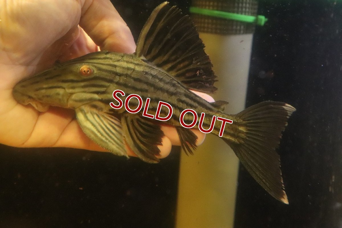 画像2: 【淡水魚】【通販】超激レア ボウズオレンジロイヤルプレコ アルトトカンンチンスパルマス産 ワイルド【個体販売】(±16cm(生体)(熱帯魚)NKP (2)