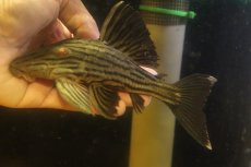 画像2: 【淡水魚】【通販】超激レア ボウズオレンジロイヤルプレコ アルトトカンンチンスパルマス産 ワイルド【個体販売】(±16cm(生体)(熱帯魚)NKP (2)