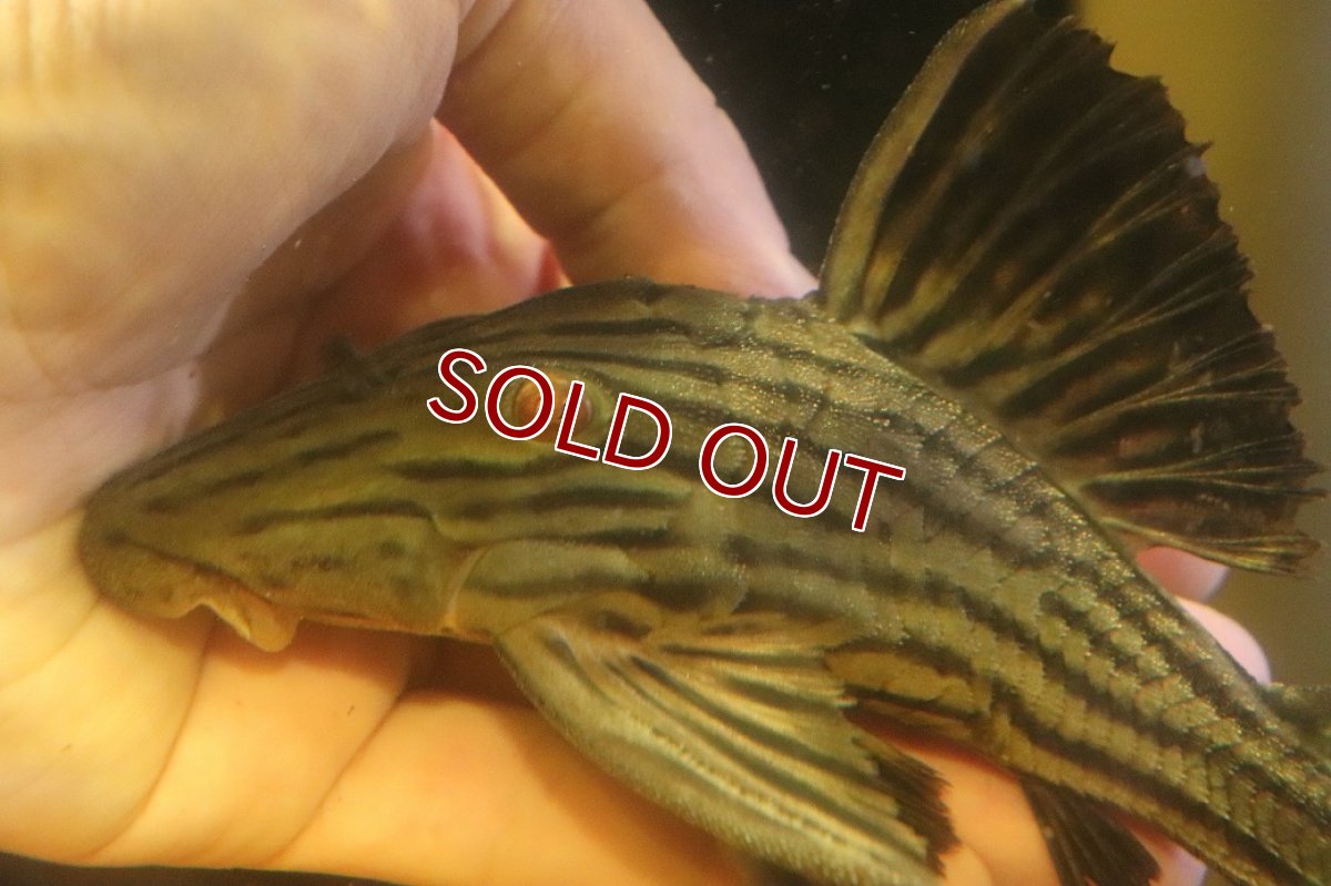 画像3: 【淡水魚】【通販】超激レア ボウズオレンジロイヤルプレコ アルトトカンンチンスパルマス産 ワイルド【個体販売】(±16cm(生体)(熱帯魚)NKP (3)
