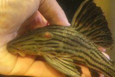 画像3: 【淡水魚】【通販】超激レア ボウズオレンジロイヤルプレコ アルトトカンンチンスパルマス産 ワイルド【個体販売】(±16cm(生体)(熱帯魚)NKP (3)