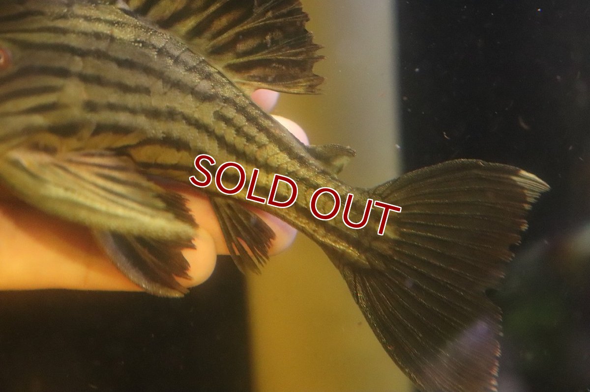 画像4: 【淡水魚】【通販】超激レア ボウズオレンジロイヤルプレコ アルトトカンンチンスパルマス産 ワイルド【個体販売】(±16cm(生体)(熱帯魚)NKP (4)