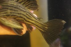 画像4: 【淡水魚】【通販】超激レア ボウズオレンジロイヤルプレコ アルトトカンンチンスパルマス産 ワイルド【個体販売】(±16cm(生体)(熱帯魚)NKP (4)