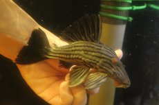 画像5: 【淡水魚】【通販】超激レア ボウズオレンジロイヤルプレコ アルトトカンンチンスパルマス産 ワイルド【個体販売】(±16cm(生体)(熱帯魚)NKP (5)