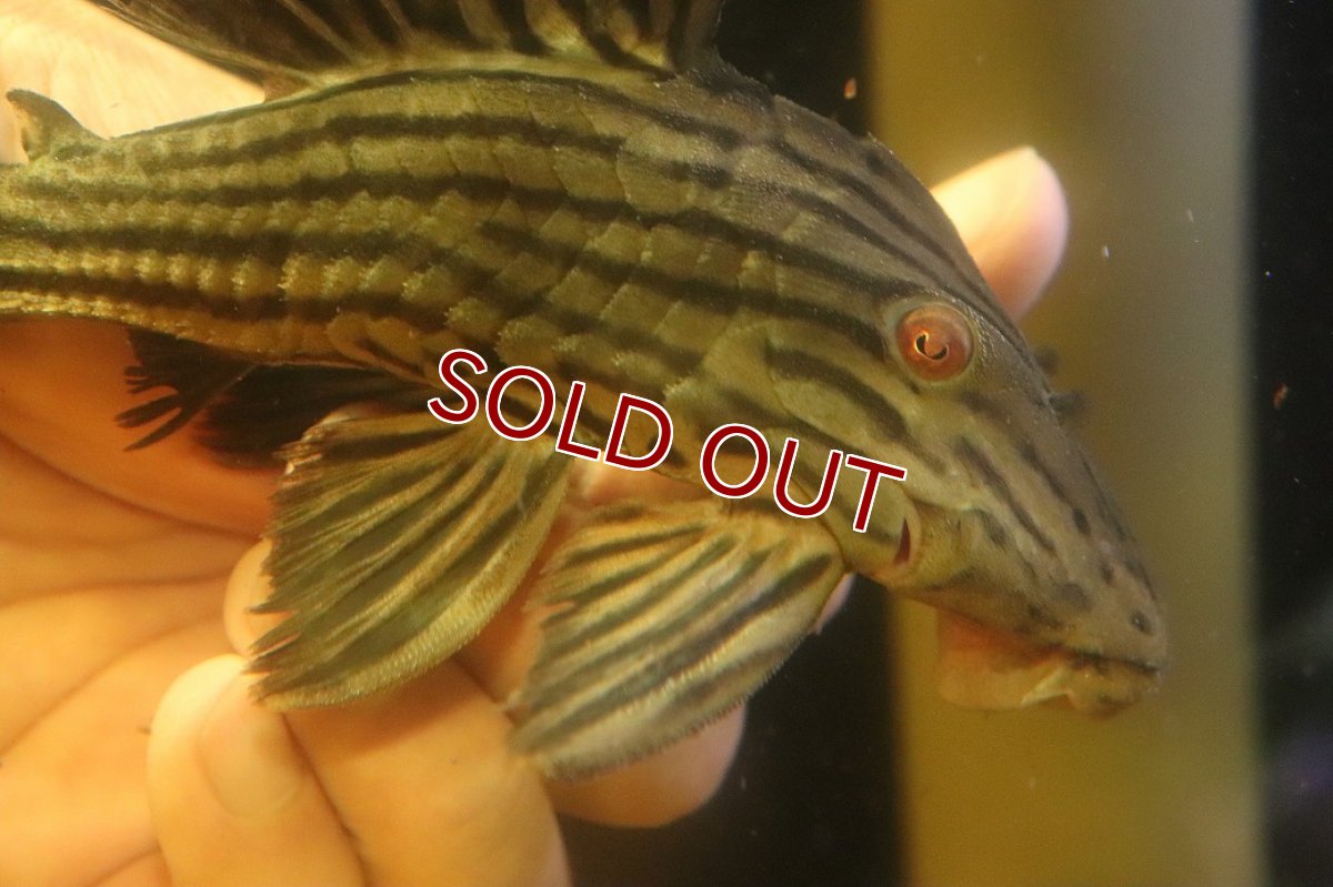 画像6: 【淡水魚】【通販】超激レア ボウズオレンジロイヤルプレコ アルトトカンンチンスパルマス産 ワイルド【個体販売】(±16cm(生体)(熱帯魚)NKP (6)