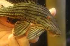 画像6: 【淡水魚】【通販】超激レア ボウズオレンジロイヤルプレコ アルトトカンンチンスパルマス産 ワイルド【個体販売】(±16cm(生体)(熱帯魚)NKP (6)