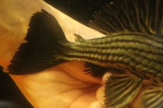画像7: 【淡水魚】【通販】超激レア ボウズオレンジロイヤルプレコ アルトトカンンチンスパルマス産 ワイルド【個体販売】(±16cm(生体)(熱帯魚)NKP (7)