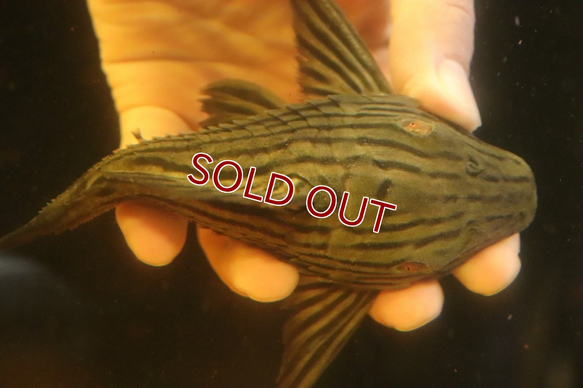 画像8: 【淡水魚】【通販】超激レア ボウズオレンジロイヤルプレコ アルトトカンンチンスパルマス産 ワイルド【個体販売】(±16cm(生体)(熱帯魚)NKP (8)