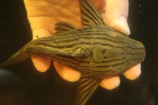 画像8: 【淡水魚】【通販】超激レア ボウズオレンジロイヤルプレコ アルトトカンンチンスパルマス産 ワイルド【個体販売】(±16cm(生体)(熱帯魚)NKP (8)