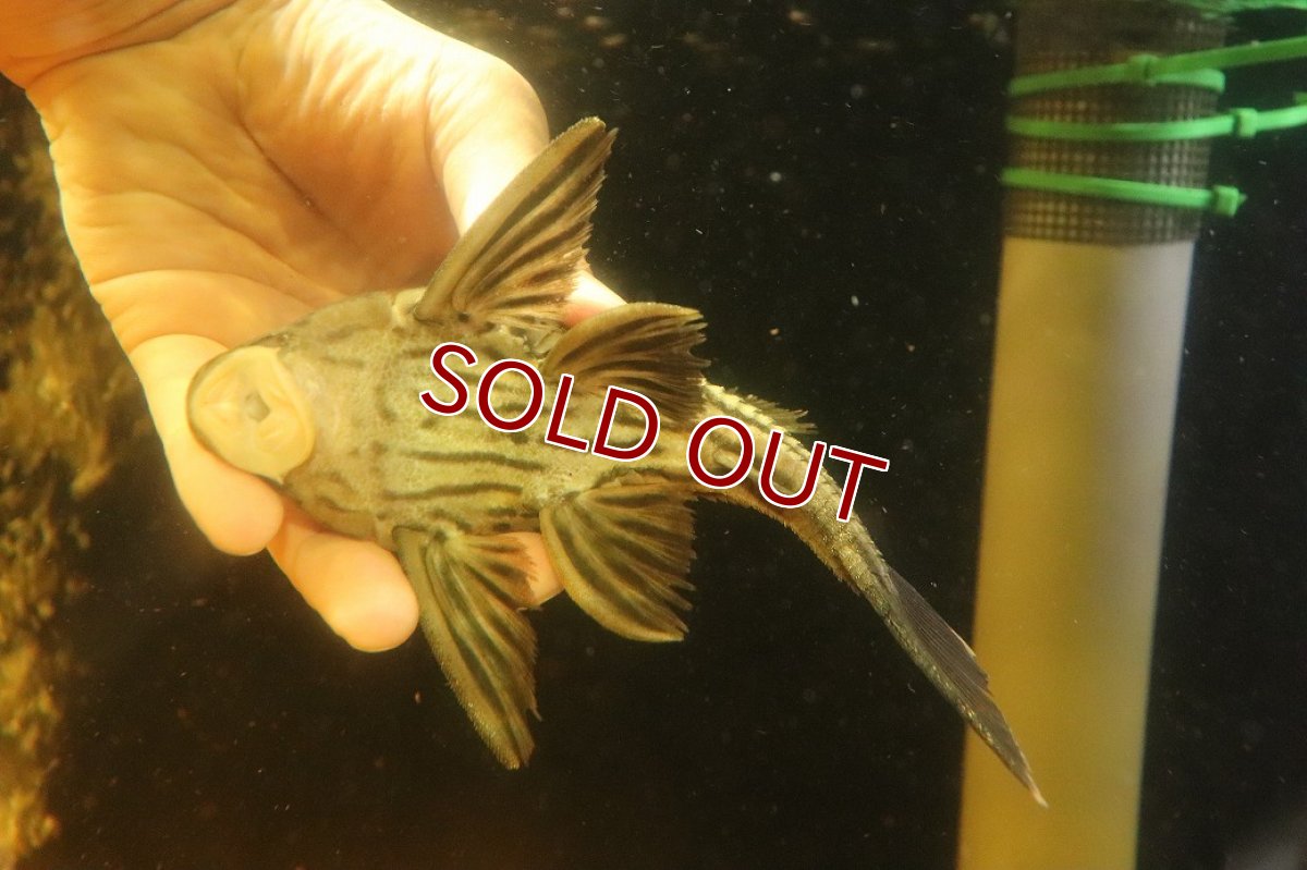 画像9: 【淡水魚】【通販】超激レア ボウズオレンジロイヤルプレコ アルトトカンンチンスパルマス産 ワイルド【個体販売】(±16cm(生体)(熱帯魚)NKP (9)