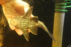 画像9: 【淡水魚】【通販】超激レア ボウズオレンジロイヤルプレコ アルトトカンンチンスパルマス産 ワイルド【個体販売】(±16cm(生体)(熱帯魚)NKP (9)
