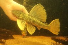 画像1: 【淡水魚】【通販】激レア ゴールデンアンジェリアスプレコ ワイルド【個体販売】(±25cm)(プレコ)(生体)(熱帯魚)NKP (1)