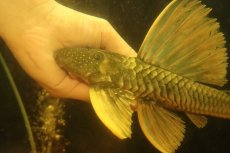 画像2: 【淡水魚】【通販】激レア ゴールデンアンジェリアスプレコ ワイルド【個体販売】(±25cm)(プレコ)(生体)(熱帯魚)NKP (2)