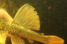 画像3: 【淡水魚】【通販】激レア ゴールデンアンジェリアスプレコ ワイルド【個体販売】(±25cm)(プレコ)(生体)(熱帯魚)NKP (3)